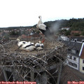 18_00-nest.jpg
