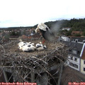 18_05-nest.jpg