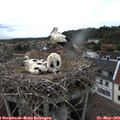 18_10-nest.jpg