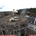 18_15-nest.jpg