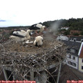 18_20-nest.jpg