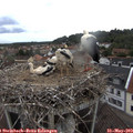 18_25-nest.jpg