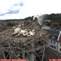18_30-nest.jpg