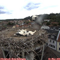 18_35-nest.jpg