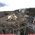 18_40-nest.jpg