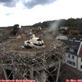 18_45-nest.jpg