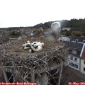 18_50-nest.jpg