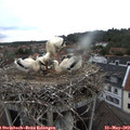 18_55-nest.jpg