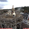 19_00-nest.jpg