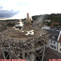 19_05-nest.jpg
