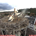 19_10-nest.jpg
