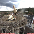 19_15-nest.jpg