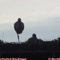 19_20-mast.jpg