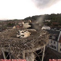 19_20-nest.jpg