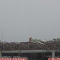 19_25-mast.jpg