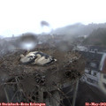 19_25-nest.jpg