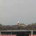 19_30-mast.jpg