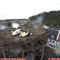 19_30-nest.jpg