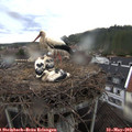 19_35-nest.jpg