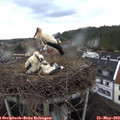 19_40-nest.jpg