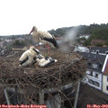 19_45-nest.jpg