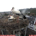 19_50-nest.jpg