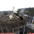 19_55-nest.jpg