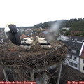20_00-nest.jpg