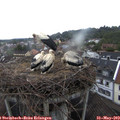 20_05-nest.jpg