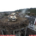 20_10-nest.jpg