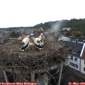 20_15-nest.jpg