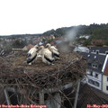 20_20-nest.jpg
