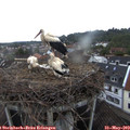 20_25-nest.jpg