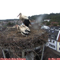20_30-nest.jpg