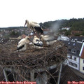 20_35-nest.jpg