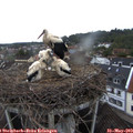 20_40-nest.jpg