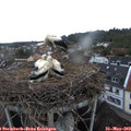 20_45-nest.jpg