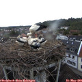 20_50-nest.jpg