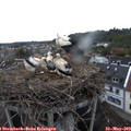 20_55-nest.jpg