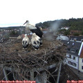 21_05-nest.jpg