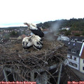 21_10-nest.jpg
