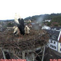 05_25-nest.jpg