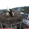 05_30-nest.jpg