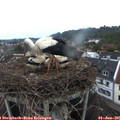 05_35-nest.jpg