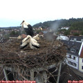 05_40-nest.jpg