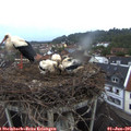 05_45-nest.jpg