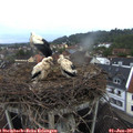 05_50-nest.jpg