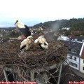 05_55-nest.jpg