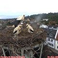 06_00-nest.jpg