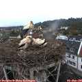 06_05-nest.jpg